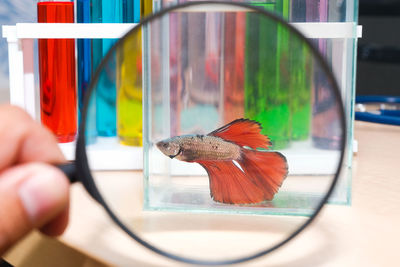 Close-up of hand holding glass fish