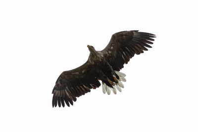 Low angle view of eagle flying in sky