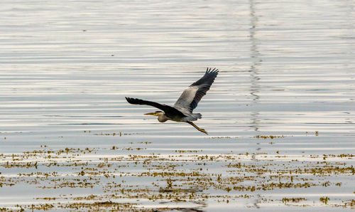 Seagulls flying over lake