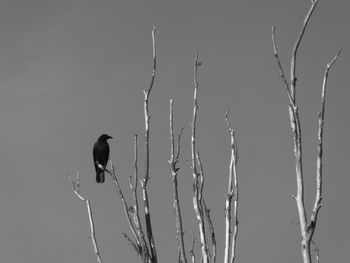 Low angle view of bird perching on plant against sky