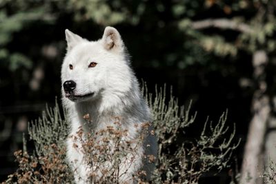 Close-up of a wolf looking away