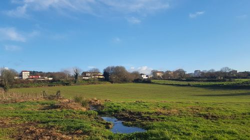 Scenic view of agricultural field against sky