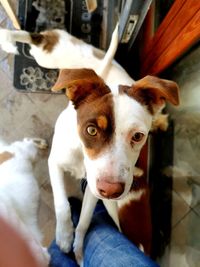 Portrait of dog standing on floor