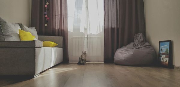 Cat sitting on sofa at home