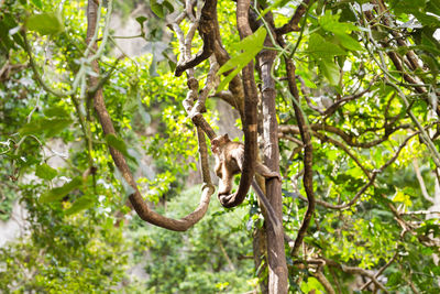 View of monkey on tree branch