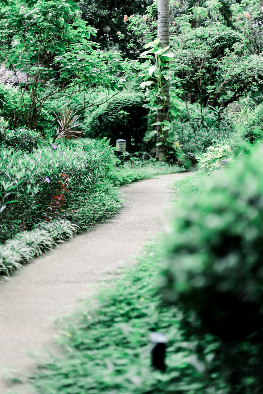 VIEW OF FOOTPATH IN PARK