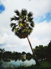 Palm tree by lake against sky