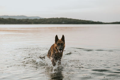 Portrait of dog running on beach