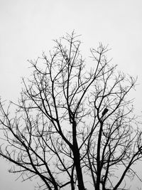 Low angle view of silhouette bare tree against clear sky