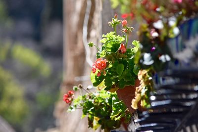 Close-up of red flowers