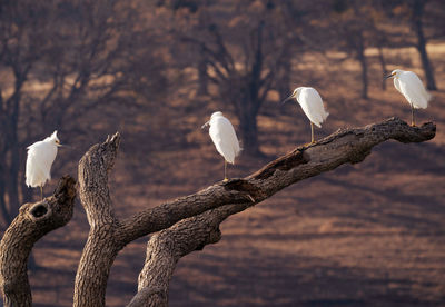 Snowy egrets perched on sunken tree on reservoir with fall colors in background