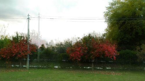 Trees on field against sky during autumn