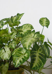 Close-up of green leaf on white background