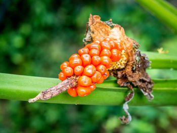 Close-up of insect on plant