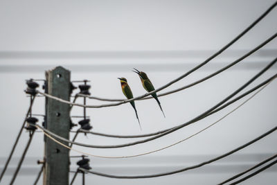 Low angle view of bird perching on cable against sky