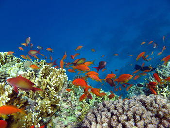 coral reef