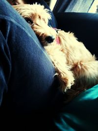 Dog resting on ground