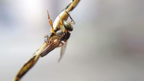 Close-up of insect