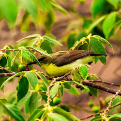 Close-up of bird perching on plant