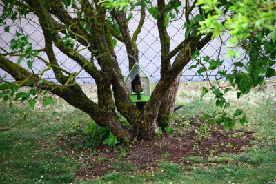 Trees growing on field in forest