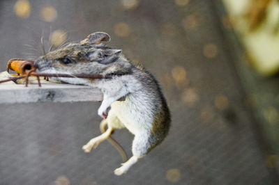 Close-up of squirrel eating