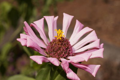 Close-up of pink flower