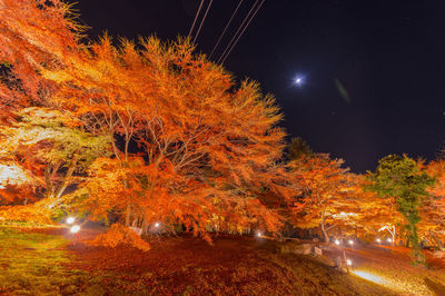 Low angle view of illuminated trees against sky at night