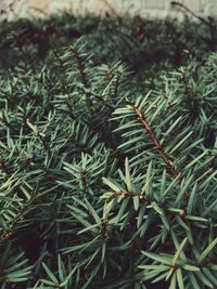 Close-up of fresh green plant