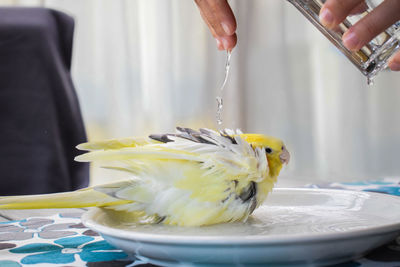 Cropped hand of person pouring water on bird