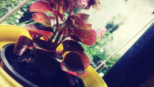 Close-up of flowers on window sill