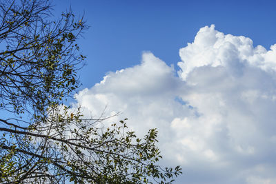 Low angle view of tree against blue sky