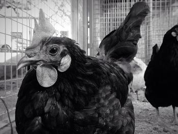 Close-up of rooster