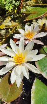 Close-up of white water lily in pond