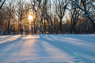 Trees in forest during winter