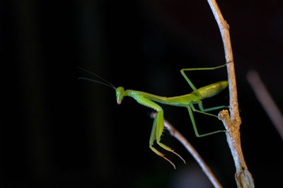 Close-up of praying mantis on branch