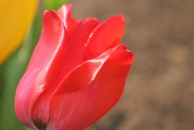 Close-up of red flowers