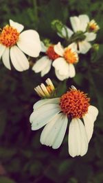 Close-up of white flower