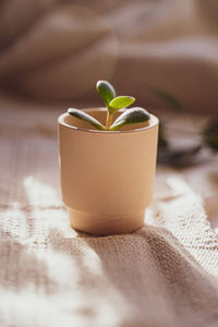 Close-up of potted plant on table