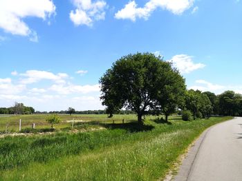 Trees on field against sky