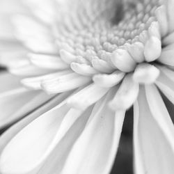 Macro shot of white flower