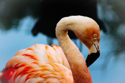 Close-up of a flamingo