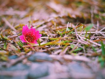 Close-up of pink flowers