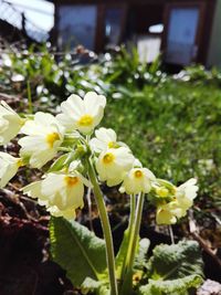 Close-up of white flowers blooming outdoors