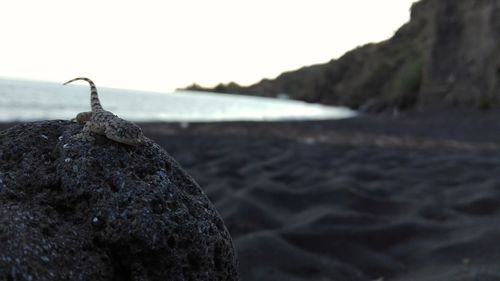 Lizard on rock at beach