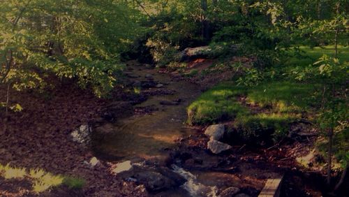 Scenic view of forest