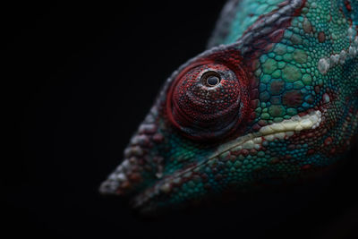 Soft focus of wild panther chameleon with colorful head crawling on black background at night