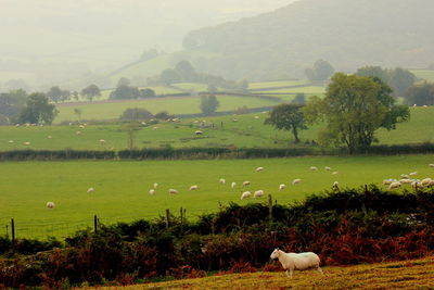 Scenic view of grassy field