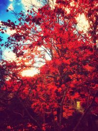 Low angle view of trees against sky