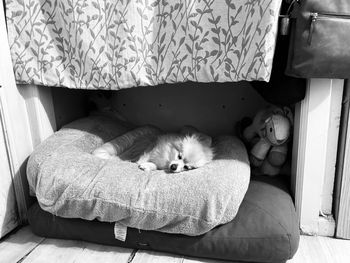 Portrait of dog  lying on bed at home