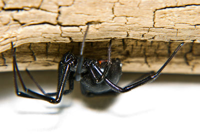 Close-up of spider on wall